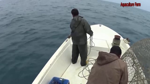 Amazing fish trap, They catch fish with traps in the sea - A lot of fish came into the trap смотреть онлайн