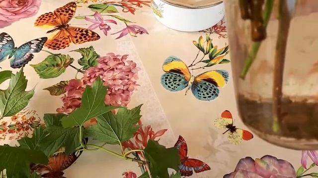 Калина Бульдонеж, черенки дали корни. смотреть онлайн