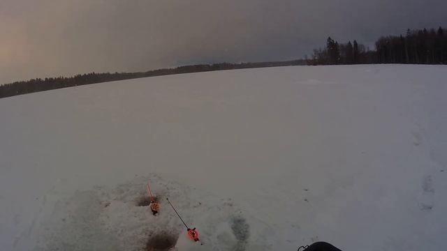 Рыбалка на р. Луга и на Сумском водохранилище д. Велькота. ловим щуку на жерлицы. смотреть онлайн