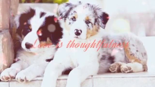 Наши верные друзья. смотреть онлайн