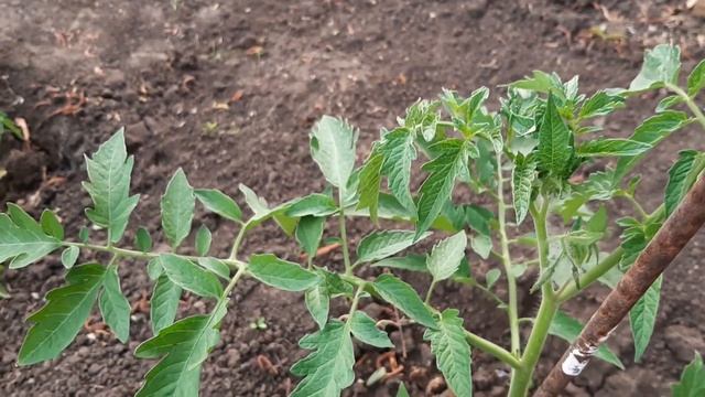 Желтые листья на Томатах ? Исправляем ВМИГ Делюсь своими методами борьбы с пожелтением листочков. смотреть онлайн