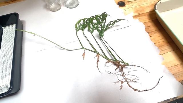 Monstera Obliqua Propagation смотреть онлайн
