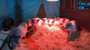 Прибыль от свиней...мы как все нормальные свиноводы!!!