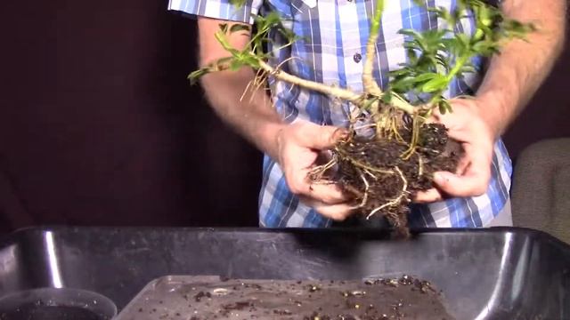 Easy bonsai Dwarf Hawaiian Umbrella Tree. Schefflera Arboricola. смотреть онлайн