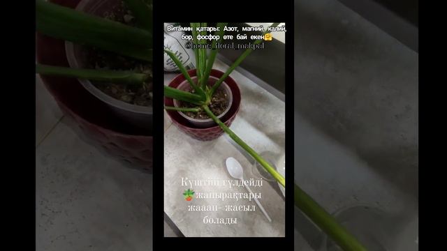 Шетельский рецепт тегін қолжетімді витамин.Витамин доступен бесплатно по иностранному рецепту.#цвет смотреть онлайн