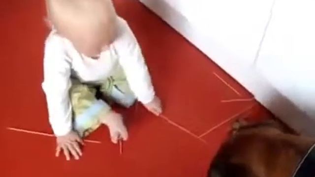 Baby feeds bullmastiff Детские каналы с Бульмастиф смотреть онлайн