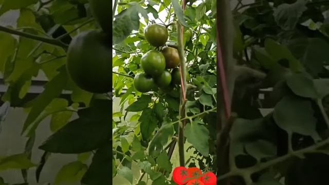 Уход за томатами в августе