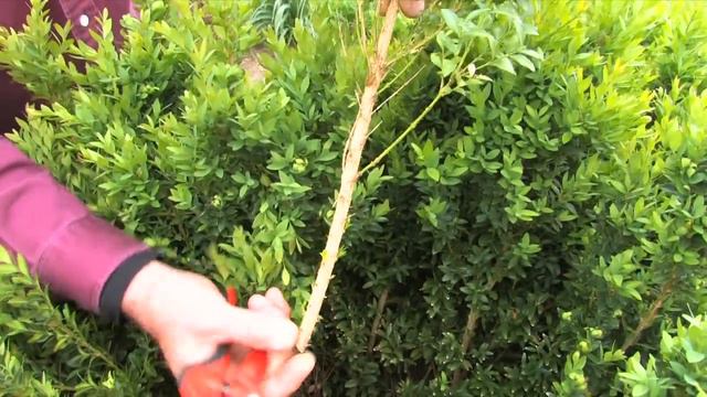 Gardening : How to Prune Boxwood смотреть онлайн