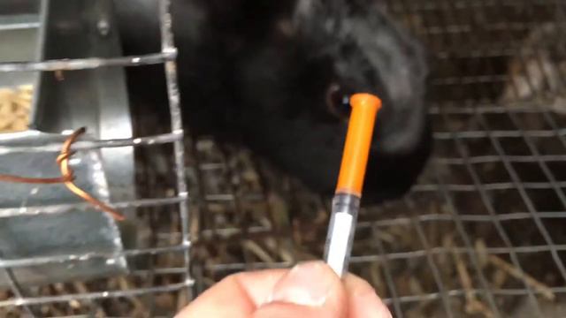 Звериный мир: забота и любовь