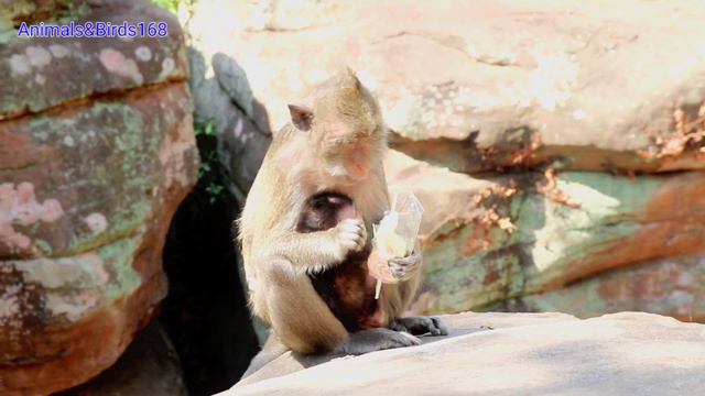 Wild Monkeys | Mommy Monkey eats to produce milk for baby смотреть онлайн