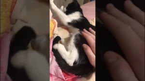 СТАС ЭКСТАЗ - ОСЕННИЙ КОТ (not official video)