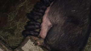 Вьетнамские свиньи. Урок №5.2. Опорос, принимаем роды.