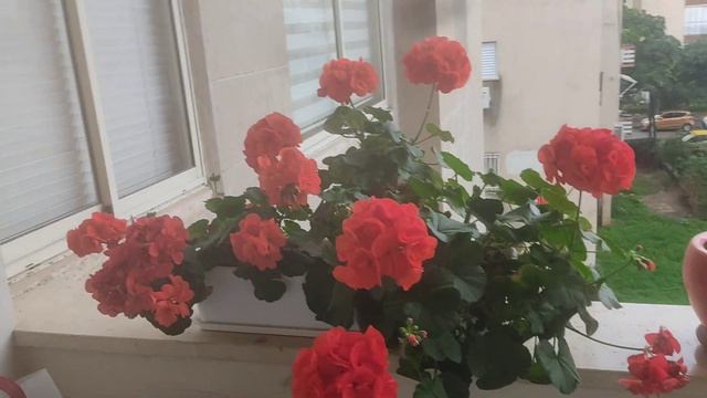 В самую рань налетай на герань! смотреть онлайн