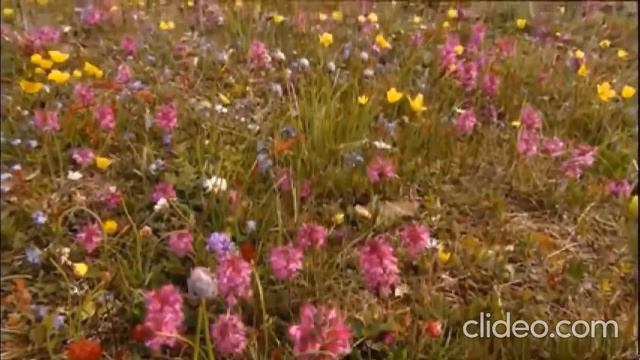 На дальней станции сойду под гитару смотреть онлайн