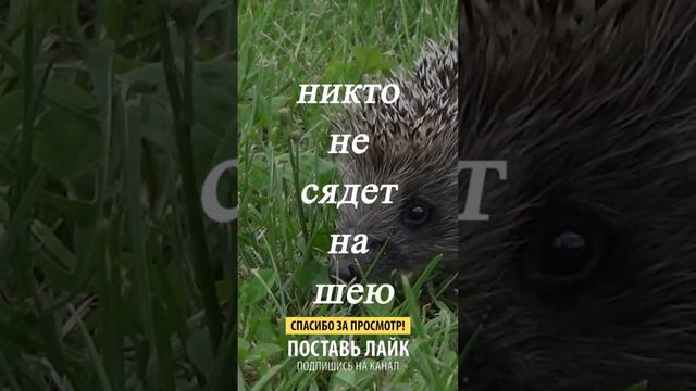 5,4,3,2,1 ... смотреть онлайн