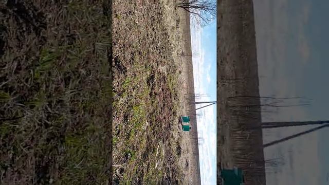 Взходят семена Фацелии, Козлятника. смотреть онлайн