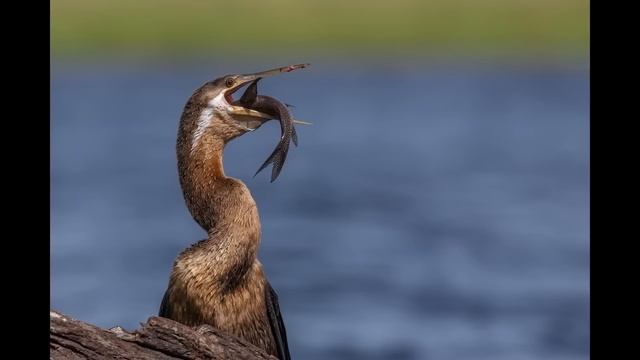 Canon R6 Mark ii For Wildlife Photography смотреть онлайн