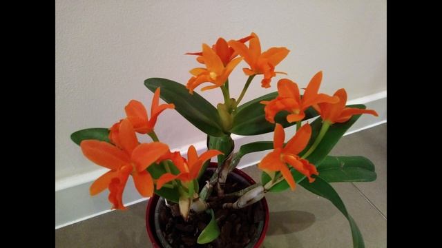 Цветение вопреки. Орхидея Blc. Yung Min Orange Golden Satisfaction