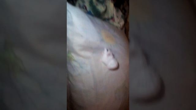 Жизнь хомяков хомки смотреть онлайн