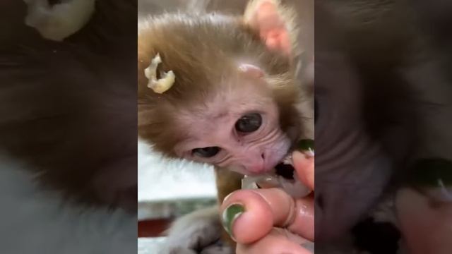 Super Hungry Baby Monkey смотреть онлайн