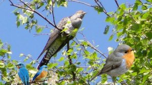 Гимн весне  Стихи Розалии Мартысь. Поёт Валентин Коршак. Клип Валентины Зубковой
