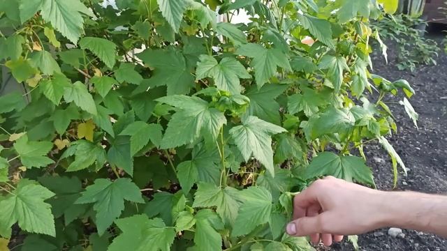 ОБРАБОТКА ОТ ТЛИ И ВТОРАЯ ОБЯЗАТЕЛЬНАЯ ПОДКОРМКА СМОРОДИНЫ смотреть онлайн