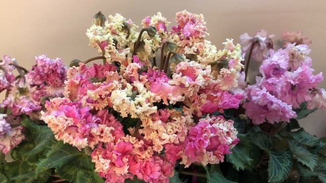 Цикламен сорта Меренге. смотреть онлайн