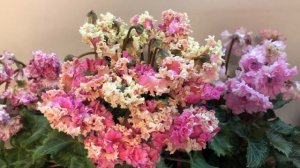 Цикламен сорта Меренге.