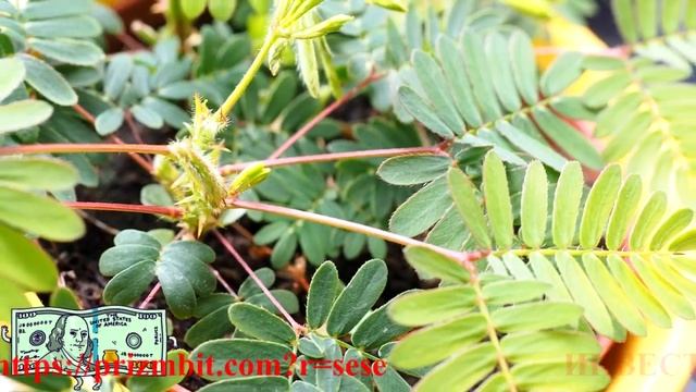 Mimosa Pudica (МИМОЗА)