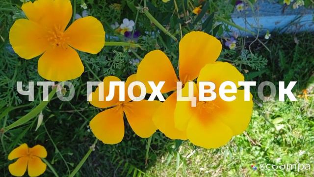 А чем же хуже те, что в менее роскошных платьях??? смотреть онлайн