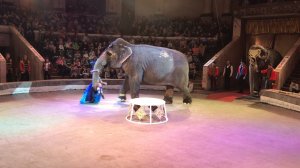 Слоны в Цирке. Первый раз увидела слонов так близко.