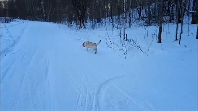 ЛАБРАДОР В КВАРТИРЕ. LABRADOR