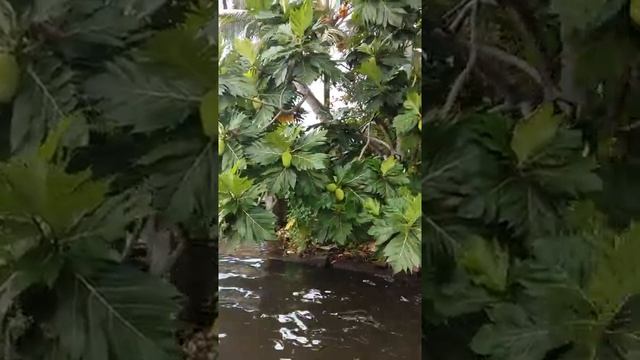 Хлебное дерево на р.Бентоте смотреть онлайн