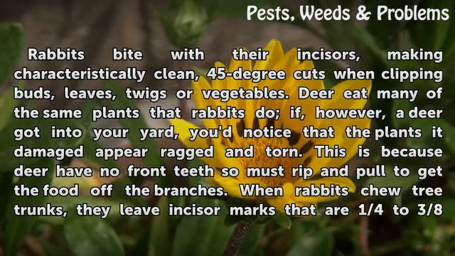 Signs You Have a Rabbit Problem in the Garden смотреть онлайн