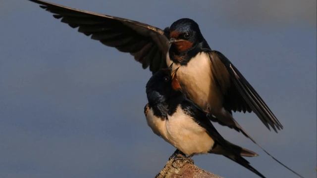 ДЛЯ ЧЕГО ОСЕНЬЮ ПТИЦЫ ЛЕТЯТ НА ЮГ. ЭНЦИКЛОПЕДИЯ ДЛЯ МАЛЫШЕЙ. РАЗВИВАЮЩЕЕ ВИДЕО ДЛЯ ДЕТЕЙ. смотреть онлайн