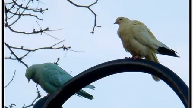 Харьков 2013 Парк отдыха Бедные голуби