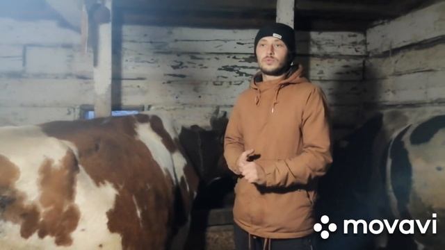 Корову на мясо! //Дою тёлок до отела! // Кот попрошайка! // ДОЙКА коров! Мухи съедают коров! смотреть онлайн