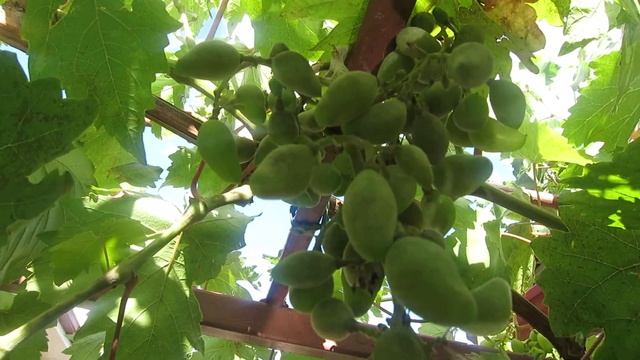 Болезнь Винограда Оидиум (мучнистая роса) смотреть онлайн