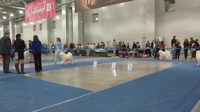 Евразия-2, 23.04.2014, кобели самоеды класс промежуточный и открытый