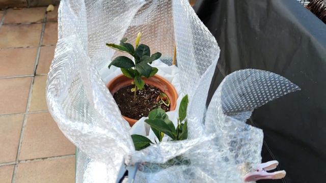 WINTERIZING OUTDOOR POTS смотреть онлайн