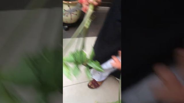 All About Syngonium Or Arrow Headed Plant