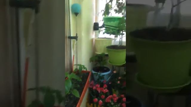 Астана- миниогород на балконе у моей подруги смотреть онлайн