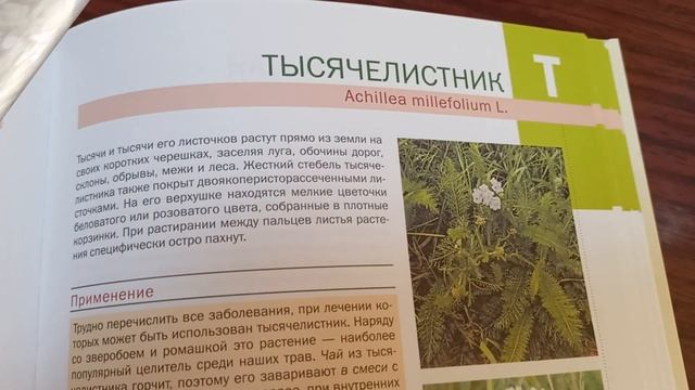 Тысячелистник - "солдатская трава". смотреть онлайн