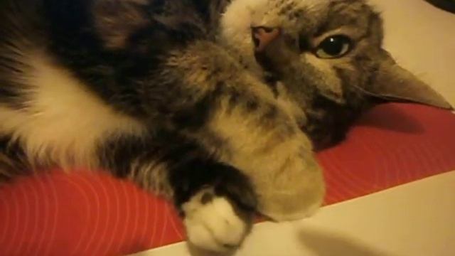 Кошка и ноутбук смотреть онлайн