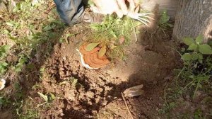 Как растут Рейши из пеньков./How do Reishi grow from stumps?/От посадки до Гриба.