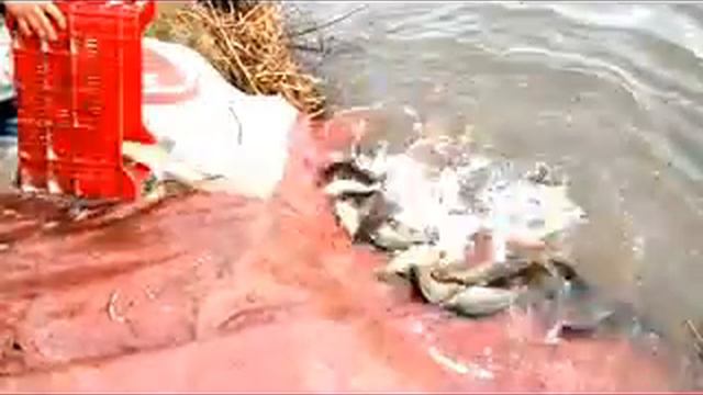 LACUL BOTENI 1 REPOPULARE in APRILIE смотреть онлайн