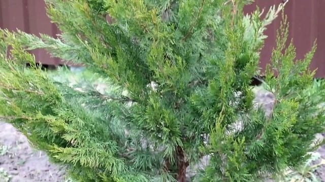 КАК ВЫГЛЯДЯТ МОЖЖЕВЕЛЬНИКИ В НАЧАЛЕ ЯНВАРЯ. НАЧАЛО ЯНВАРЯ 2023 ГОДА ВЫДАЛОСЬ НУ ОЧЕНЬ ТЁПЛОЕ! смотреть онлайн