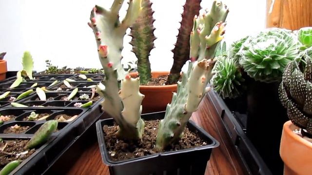 All About Euphorbias - How Euphorbias Differ From Cacti