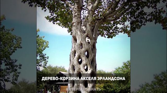 САМЫЕ КРАСИВЫЕ И СТАРЫЕ ДЕРЕВЬЯ смотреть онлайн