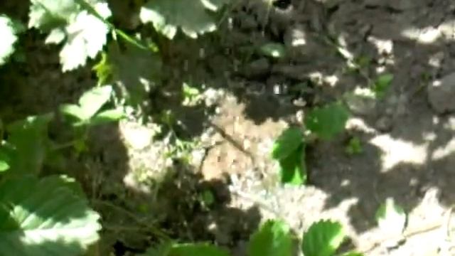 Капельный полив виноградника смотреть онлайн